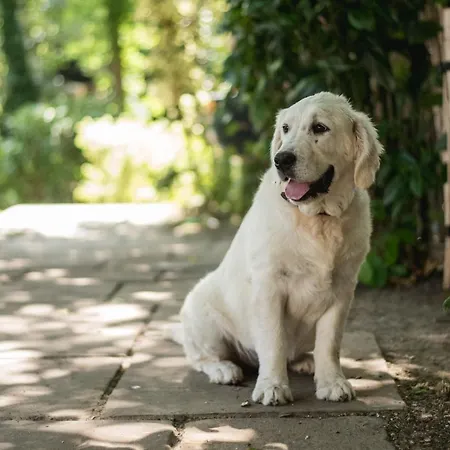 Casa de hóspedes Les Tilleuls